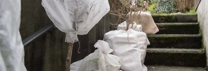 Eingepackte Pflanzen im Winter