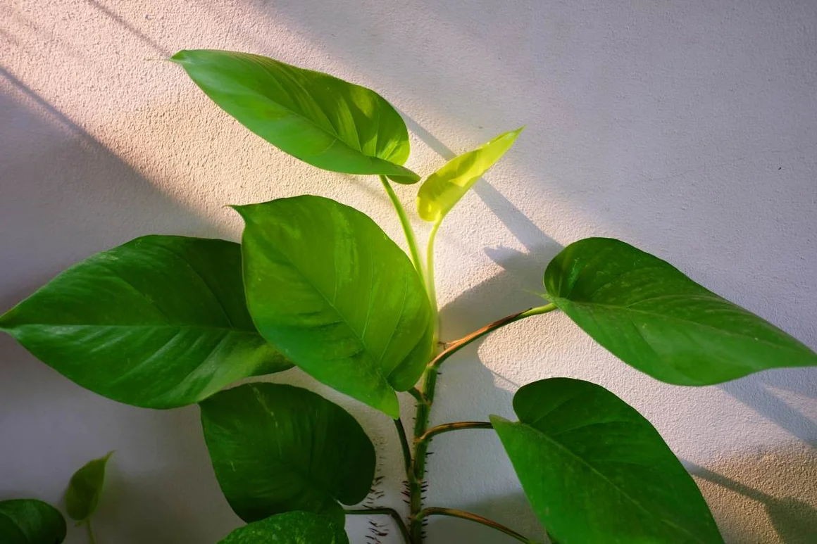 Grüne Zimmerpflanze mit großen Blättern