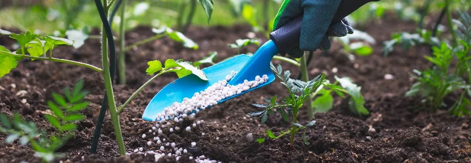 Hand düngt Pflanzen mit Schaufel