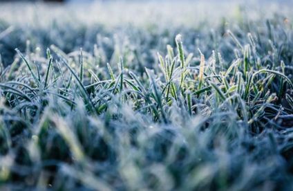 Rasen mit Frost