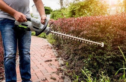 RT Ziergehoelze richtig schneiden Erziehungsschnitt 20 29 717x467 Mann schneidet Hecke