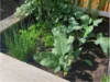 Hochbeet aus Holz mit Kohlrabi, Schnittlauch und Petersilie