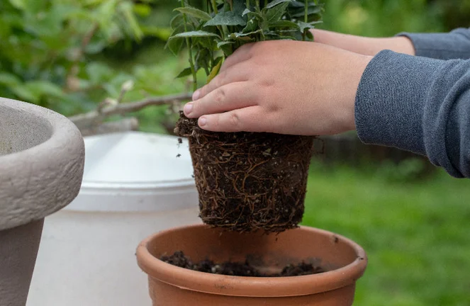 Oleander umtopfen: So gehts! Schritt-fr-Schritt-Anleitung