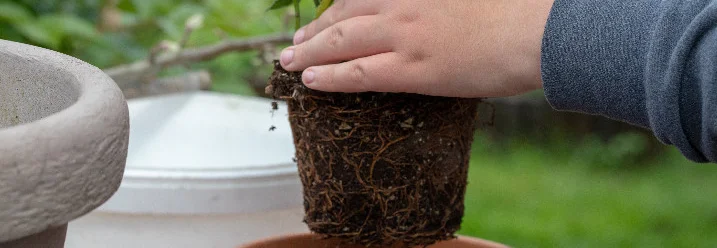 Hände halten Pflanze mit Wurzeln über Topf