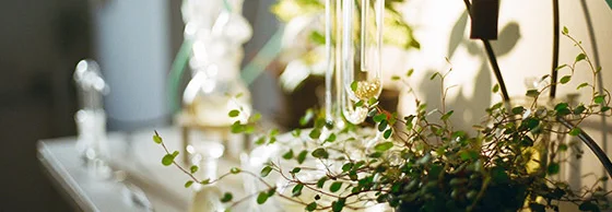 Pflanze in einem Topf mit Glaskolben