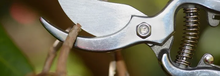 Gartenschere schneidet einen Ast