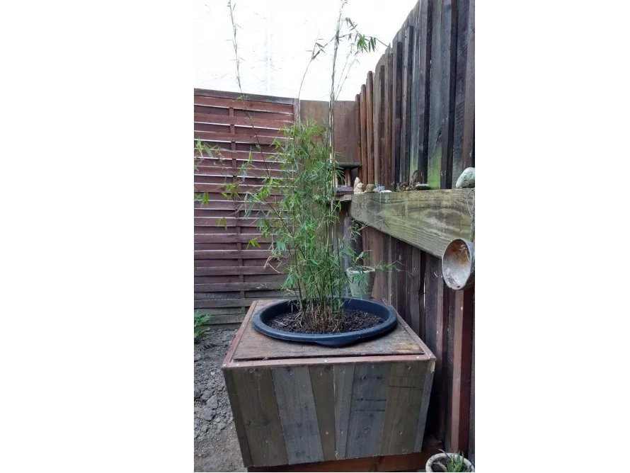 Bambus in einem Topf auf einem Holzpodest