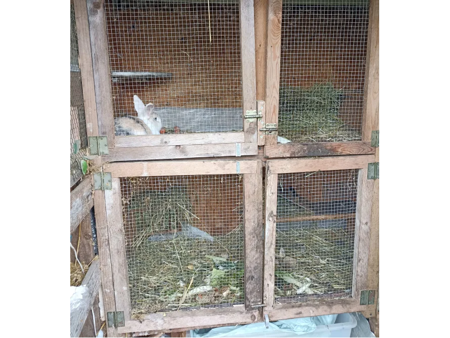 Kaninchenstall aus Holz mit Kaninchen