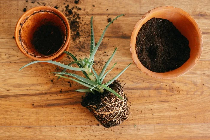 Aloe Vera Pflanze wird umgetopft