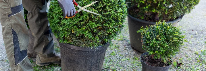 Person schneidet Pflanze mit Schere