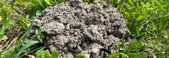 Ein Maulwurfshügel im Rasen