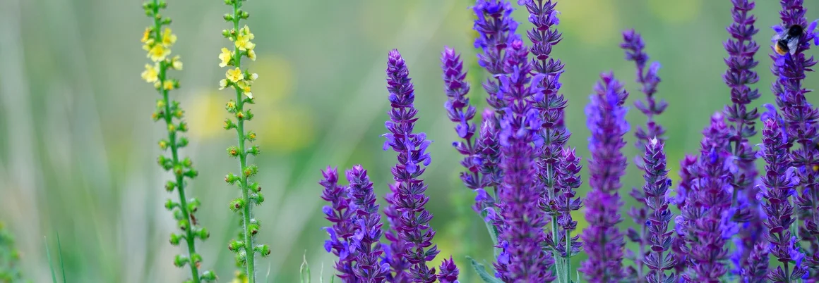 Lila Blüten und gelbe Blüten