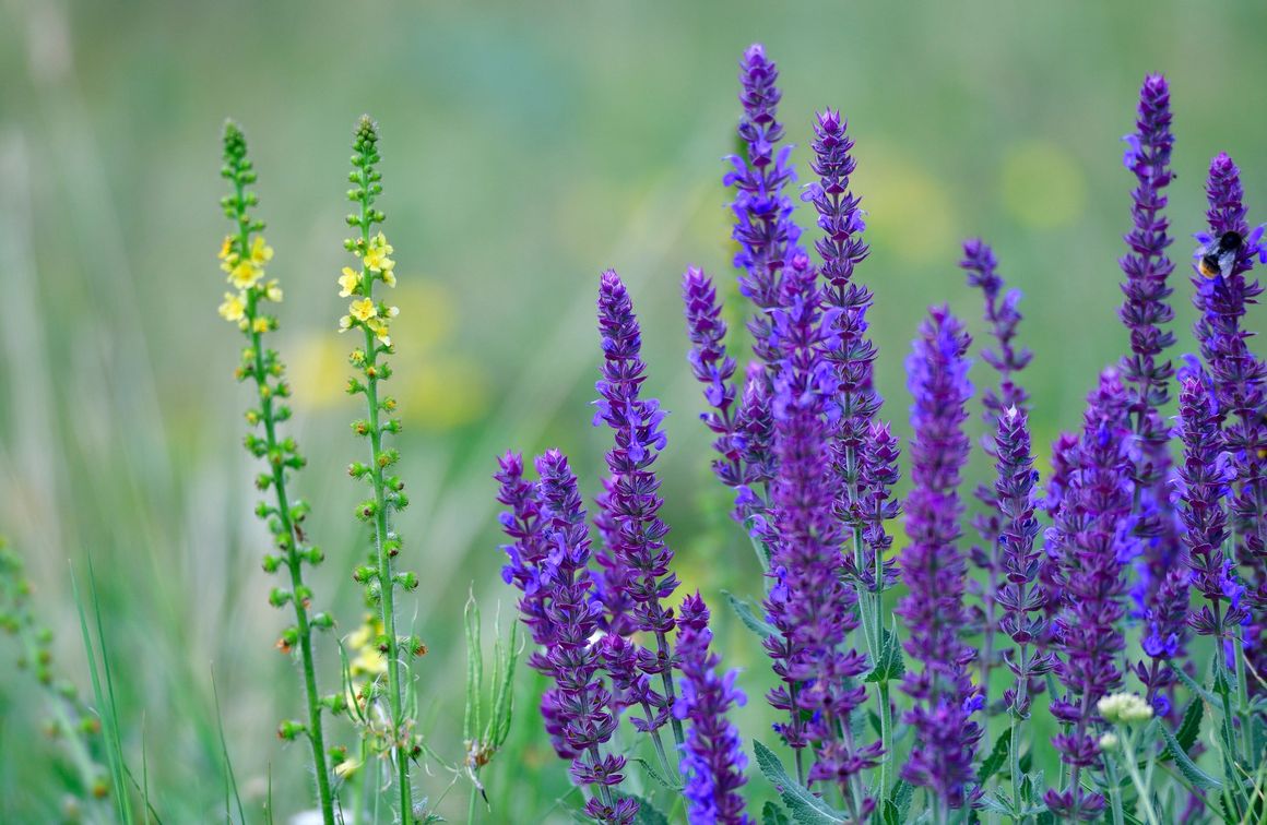 Salbei im Garten