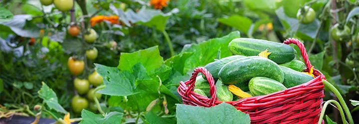 Ein Korb voller Gurken im Garten