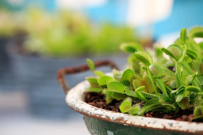 Fleischfressende Pflanzen in einem Topf
