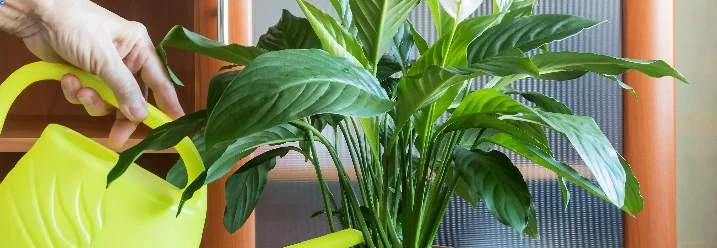 Person gießt Pflanze mit Gießkanne