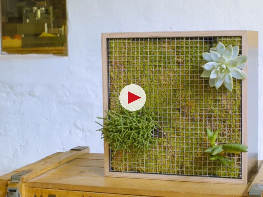 Holzkasten mit Sukkulenten und Moos