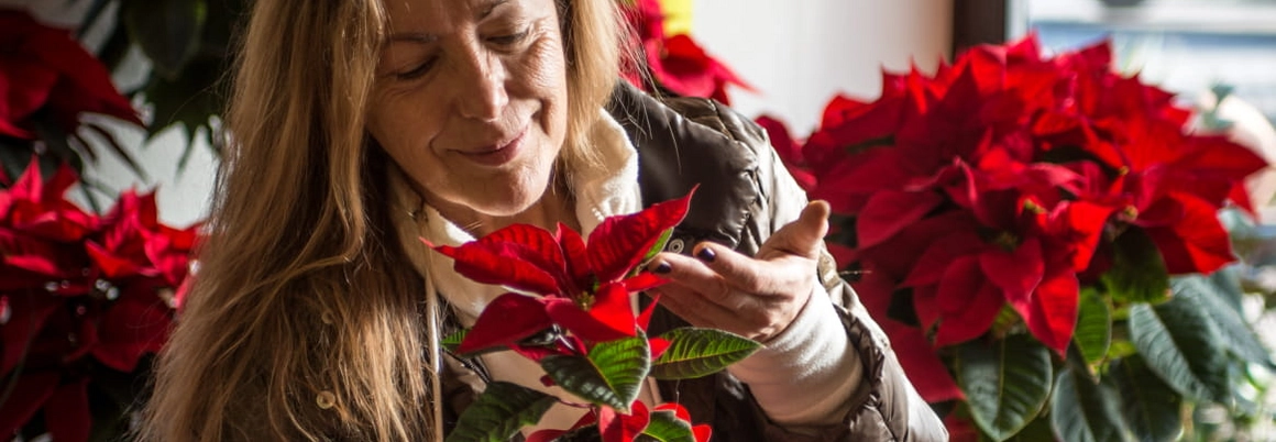 Weihnachtssterne Fair Trees
