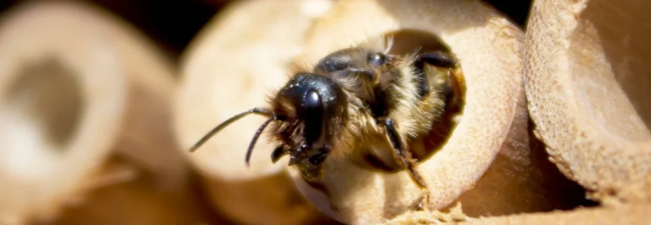 Biene in einem Insektenhotel