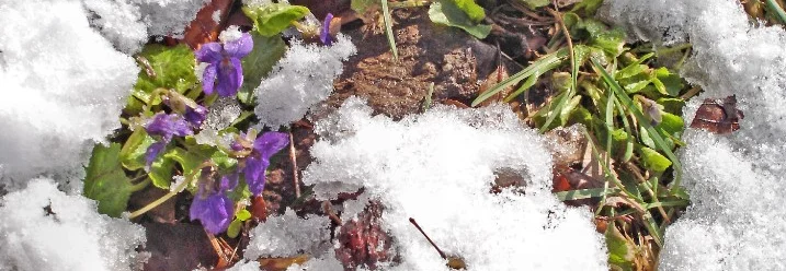 Veilchen blühen im Schnee