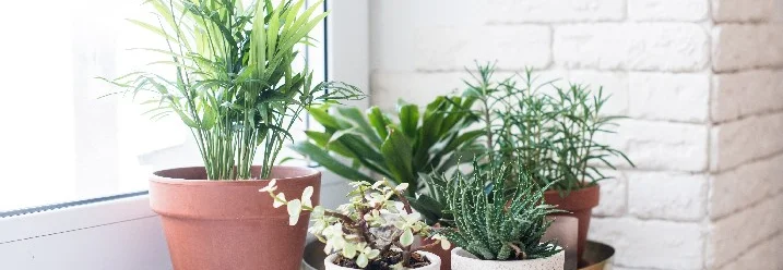 Fünf Topfpflanzen auf Fensterbank