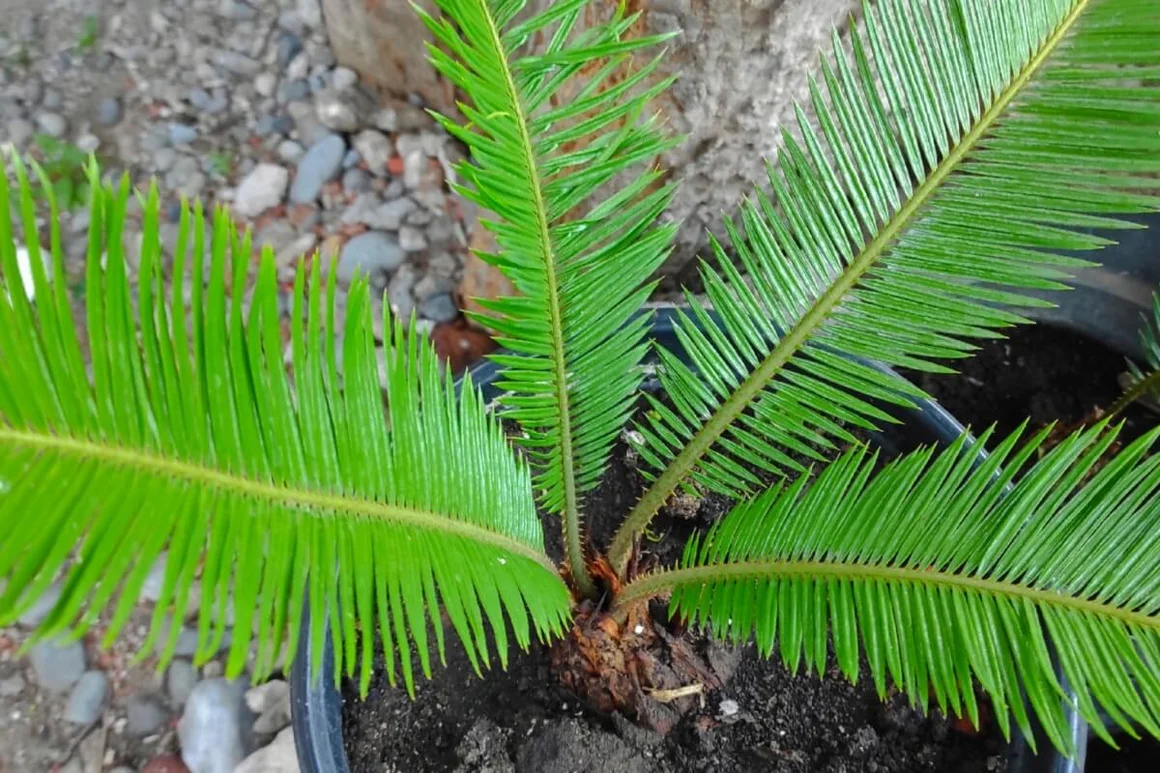 Ein Palmfarn mit grünen Wedeln in der Nahaufnahme.