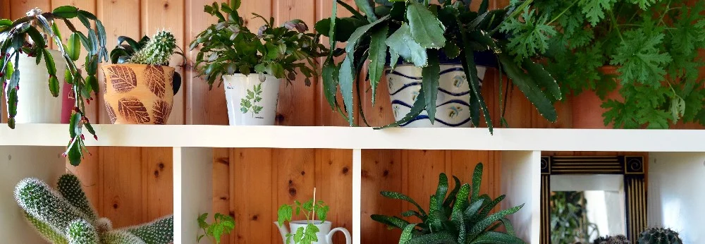 Zimmerpflanzen in Töpfen auf einem Regal