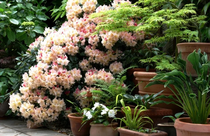 Rhododendron pflanzen | toom Baumarkt
