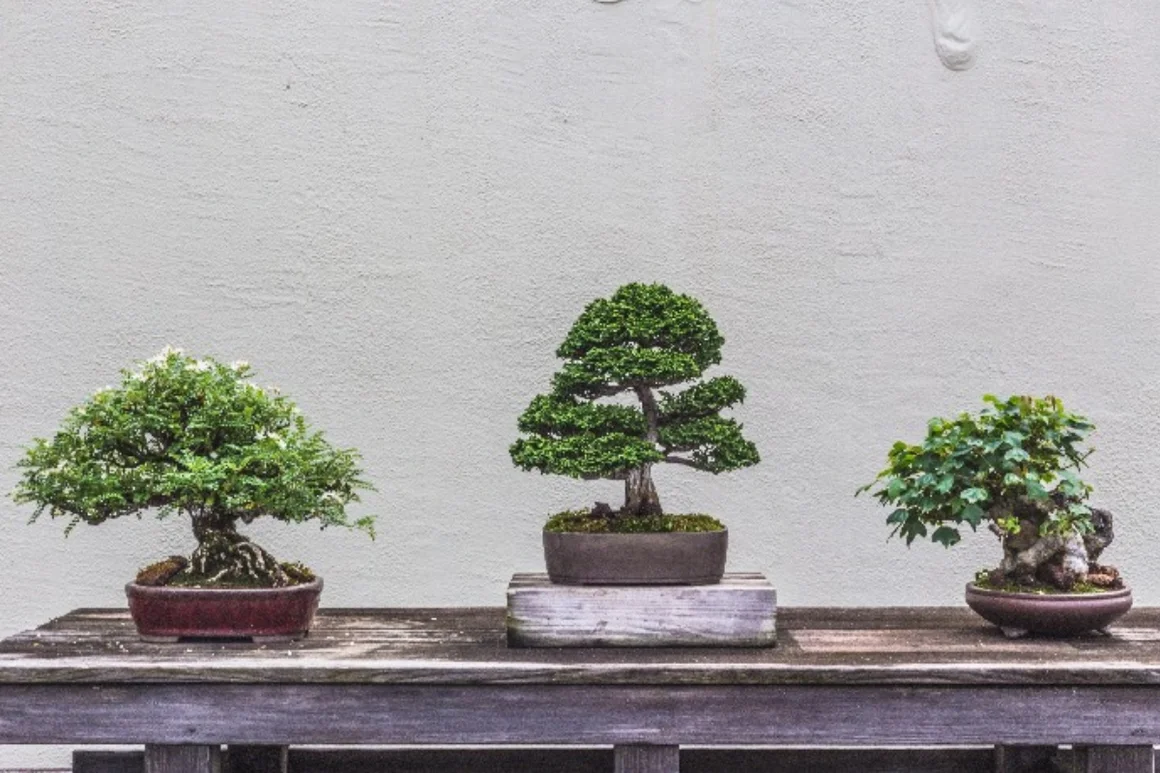 Drei Bonsai Bäume auf einem Tisch