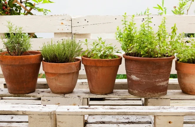 Pflanzen, die wenig Wasser brauchen  fr Haus & Garten