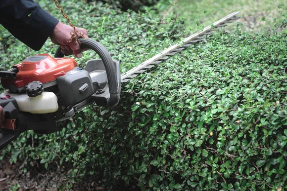 Person schneidet Hecke mit Heckenschere