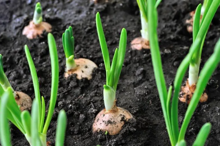 Junge Zwiebelpflanzen in der Erde