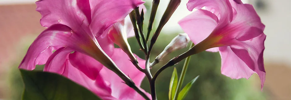 clematis dünger kaufen Clematis Dünger von Flora Boost – Jetzt Clematis Dünger kaufen