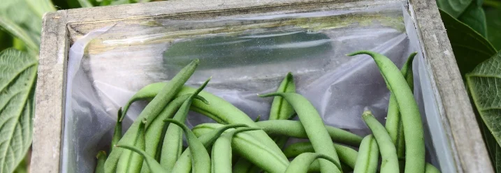 Grüne Bohnen in Holzkiste