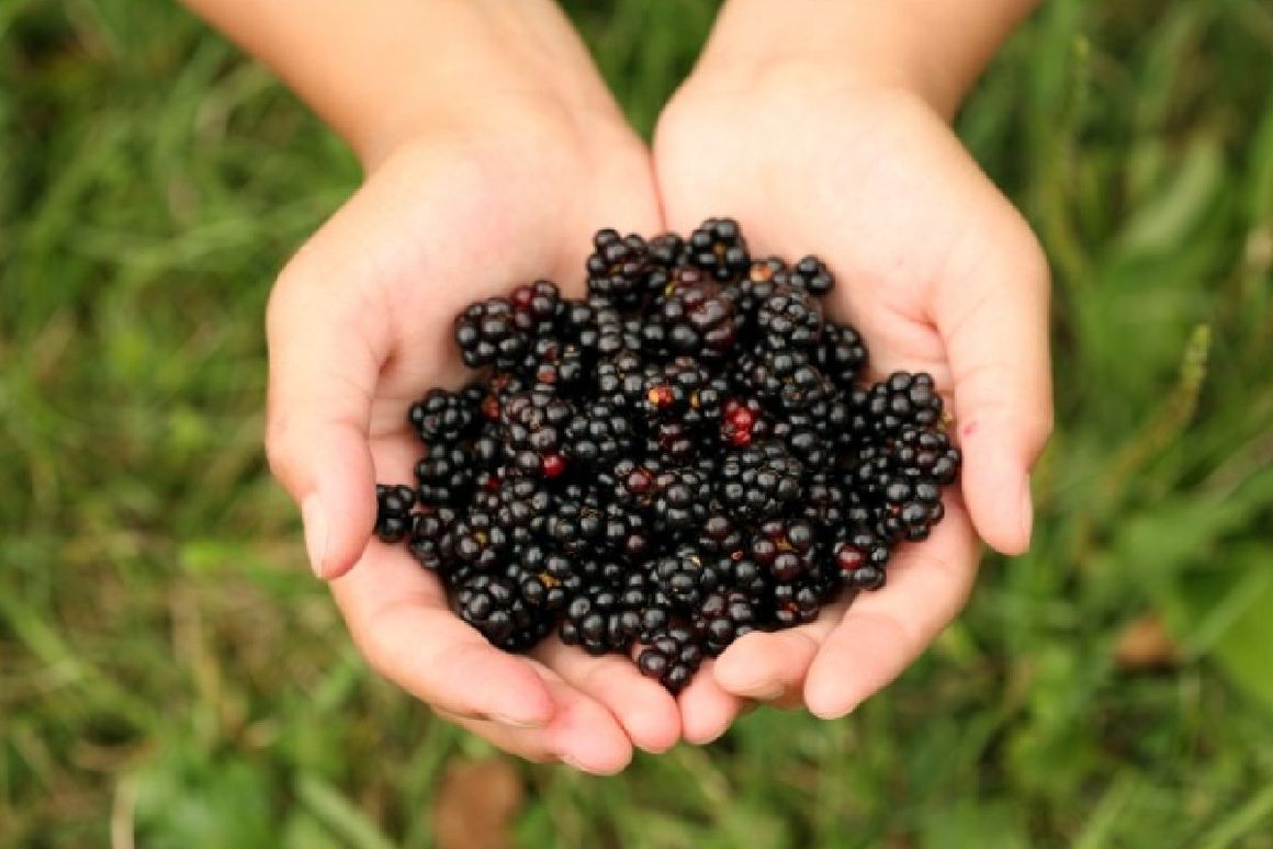 eine Hand voll Brombeeren