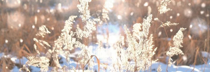 Schilf im Schnee bei Sonnenschein