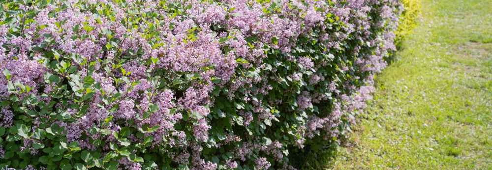 Eine lange, blühende Fliederhecke neben einem Rasenweg.