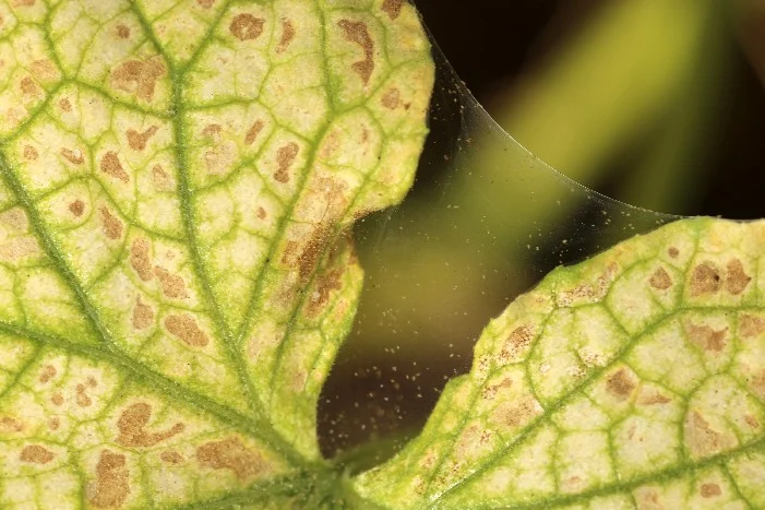 Spinnmilben auf einem Blatt