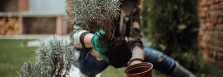 Person pflanzt Lavendel in einen Topf