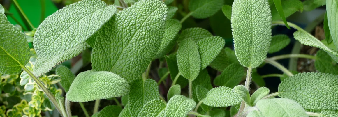 Grüne Salbeiblätter