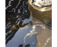 Fische schwimmen in einem Teich