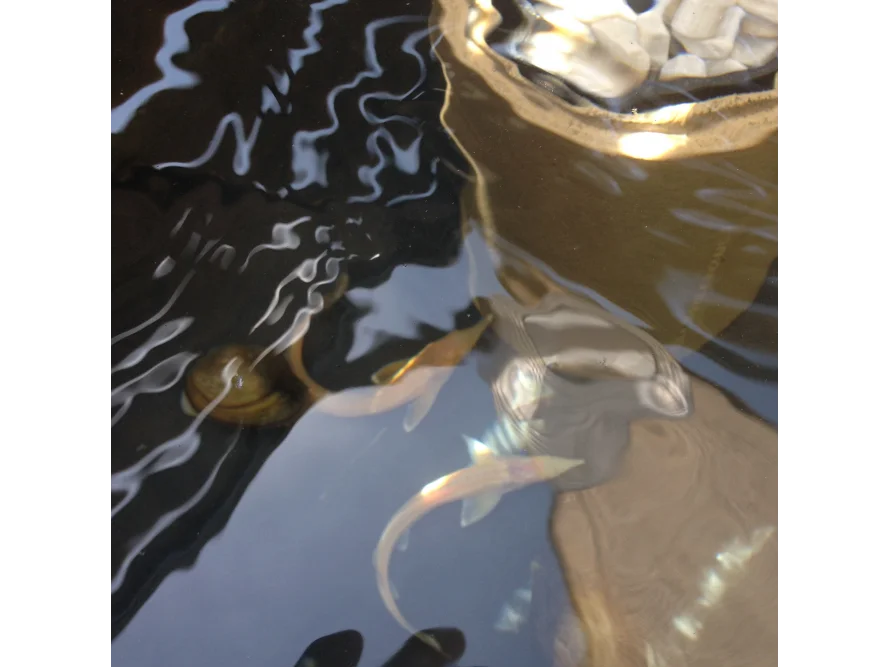 Fische schwimmen in einem Teich