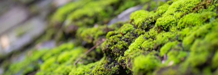 Nahaufnahme von Moos auf Dachziegeln