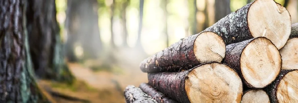 Gestapelte Baumstämme im Wald