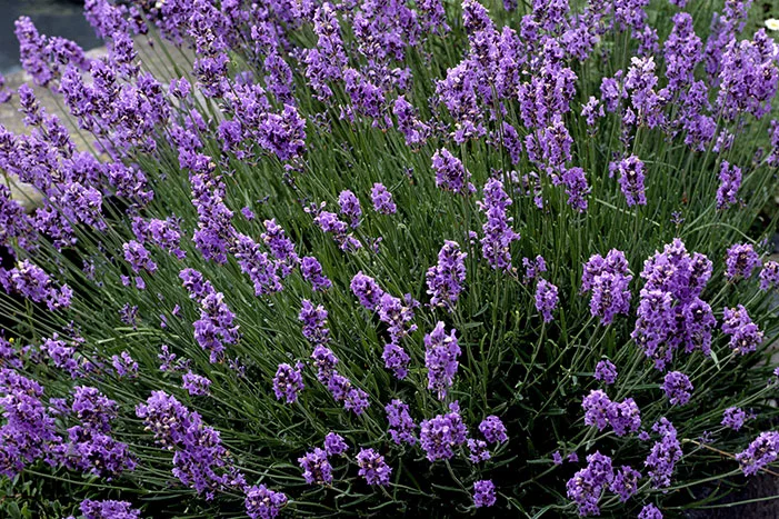 Lila Lavendelblüten