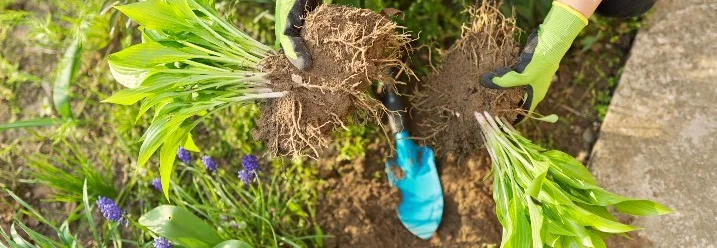 Person hält Pflanzen und eine Schaufel