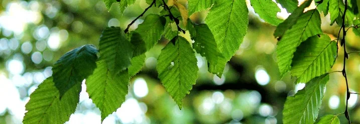 Grüne Blätter im Sonnenlicht