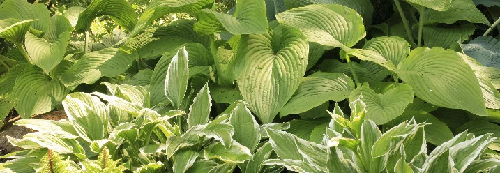 Funkien und Farne im Garten