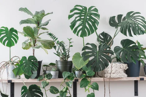hedera pittsburgh Buy Hedera Hel. Pittsburgh P24 - Hangpot Online main image 0
