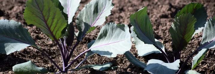 Junge Kohlpflanzen in einem Hochbeet